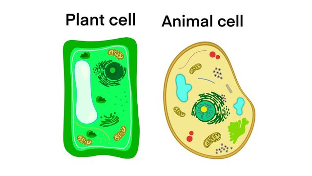 Plant cell and Animal cell structure, The structure of a plant cell and an animal cell, Comparison of animal and plant cells, simple diagram best for educational, school learning, biology Education
