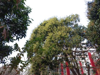 Fototapeta premium Mango Flower in the Big tree, Mango Flowers Stem Mango flower, Mango flower plant,Flower Mango Tree Plant Fruit Nature Stock Photo, Picture and Royalty Free