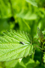 Macro feuille avec une mouche