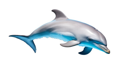 Graceful Dolphin Portrait on isolated background