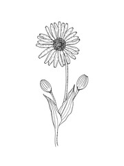 Hand drawn line art minimalist arnica illustration. Healing herbs, flowers, aromatherapy plants, herbal tea ingredients and graphic design elements. Organic skincare ingredients.
