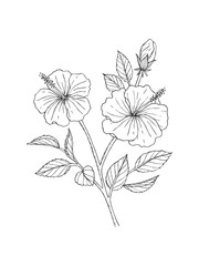 Hand drawn line art minimalist hibiscus illustration. Healing herb, flower, aromatherapy plant, herbal tea ingredient and graphic design element. Organic skincare ingredient.