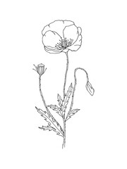 Hand drawn line art minimalist poppy illustration. Healing herb, flower, aromatherapy plant, herbal tea ingredient and graphic design element. Organic skincare ingredient.