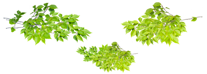 【PNG透過】初夏の息吹　新緑の葉の切り抜き素材