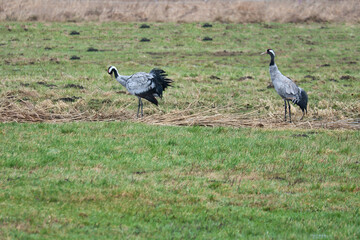 Naklejka premium Cranes on a damp meadow. Wild birds foraging in the wild. Migratory birds