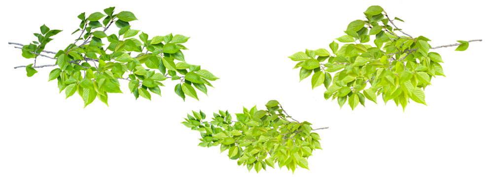 【PNG透過】初夏の息吹　新緑の葉の切り抜き素材 - Powered by Adobe