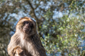 Gibraltar monkey on the Rock of Gibraltar.