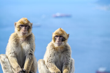 Gibraltar monkeys on the Rock of Gibraltar.
