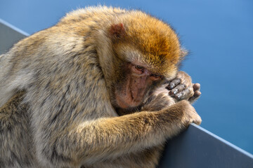 Gibraltar monkey on the Rock of Gibraltar.