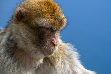 Gibraltar monkey on the Rock of Gibraltar.