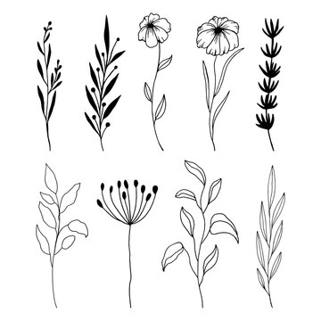 Hand Drawn Black And White Spring Flowers On White Background. Sketch. Doodle style	