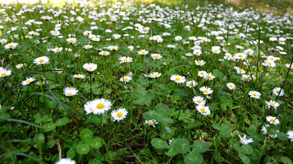 English daisy (Bellis perennis) in springtime © wiha3