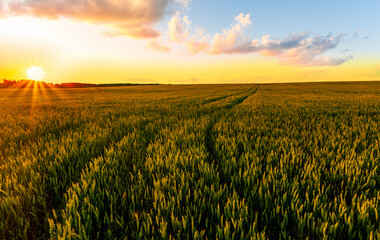 summer wheat field with beautiful cloudy  sunset or sunrise on background.