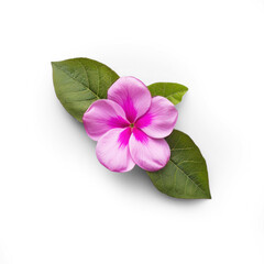 pink frangipani flowers on transparency background PNG
