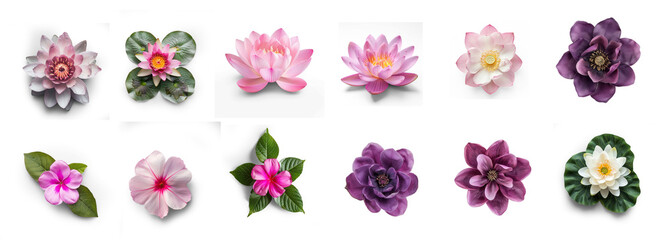 set of flowers on transparency background PNG
