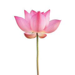 pink lotus on transparency background PNG
