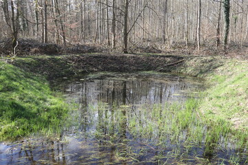 Tümpel im Frühling