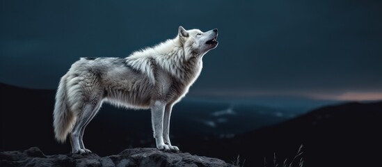 alone white wolf howl on a rock at night in forest background 