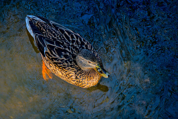 A female duck of the mallard (anas platyrhynchos) species on the Jeziorka river in Konstancin,...