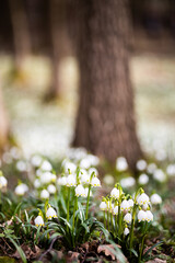 Wild spring snowflake flowers with blurred forest trees on background - vertical shoot