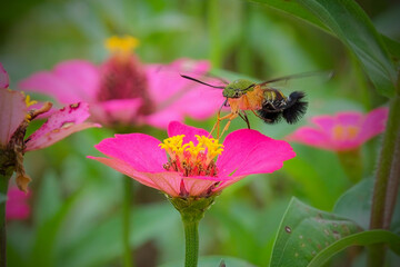 close up hummingbird moth in the garden
