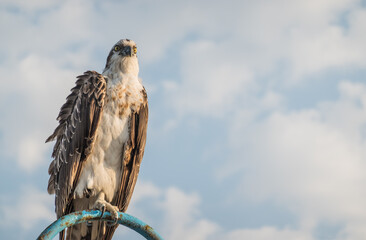 sea eagle sitting on a lantern at the beach and looking to the landscape and sea