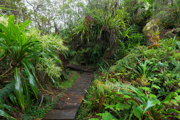 Weg zum  Aussichtspunkt le trou de fer, Forêt de Bébour, Reunion, Frankreich - obrazy, fototapety, plakaty
