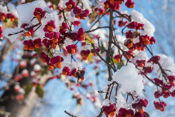 snow and ice on colorful red and orange plants