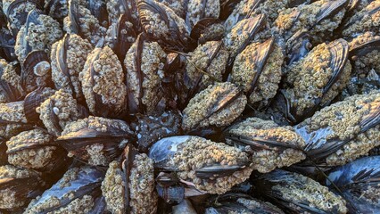 Low tide pool scenes at Swamis Surf Park Encinitas California. The California mussel (Mytilus californianus) edible mussel shellfish. These mussels have barnacles growing on them.