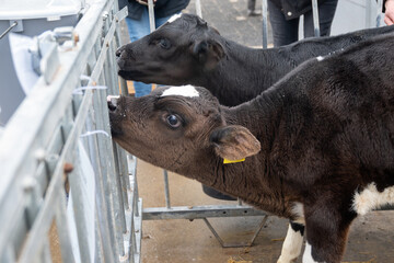 Cow breeding, little calfs sucking milk on organic cheese farm in Netherlands, dutch hard cheese production