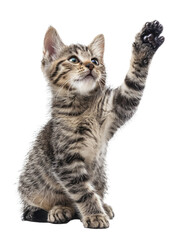 cat giving high five, isolated on transparent background, png