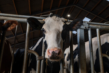 Feeding of cows on organic cheese farm in Netherlands, dutch gouda hard cheese production - 757070615