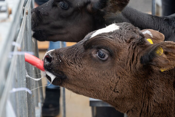 Cow breeding, little calfs sucking milk on organic cheese farm in Netherlands, dutch hard cheese...