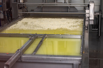 Process of organic cheese making from cow milk on bio cheese farm in Netherlands, dutch cheese...