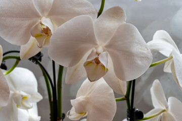 Blossom of white tropical decorative orchids flowers close up, orhid background