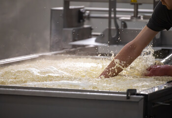 Process of organic cheese making from cow milk on bio cheese farm in Netherlands, dutch cheese production