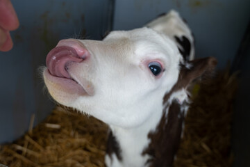 Cow breeding, little calf on organic cheese farm in Netherlands, dutch hard cheese production