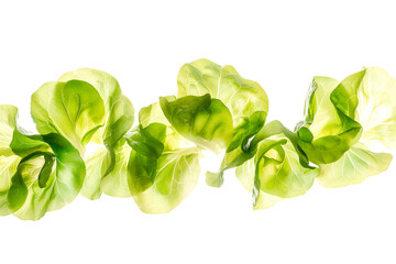 Summer Crisp Lettuce (Batavia) isolated on white background. Fresh green salad leaves from garden - obrazy, fototapety, plakaty