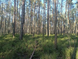 Rekyva forest during sunny summer day. Pine and birch tree woodland. Blueberry bushes are growing in woods. Sunny day without any clouds. Nature. Rekyvos miskas.