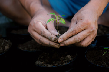 Two hands of men were planting the seedlings of small sprouts tree into the black nursery bags