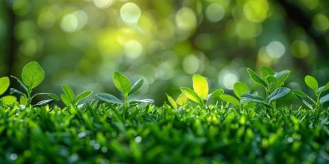 Gordijnen Sunlit green leaves highlighting natural beauty © Meow Creations