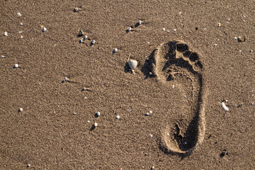 Single, Deeply Imprinted Footprint on Wet Beach Sand, Symbolizing the Fleeting Moments of Life