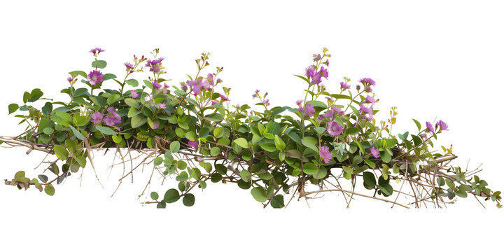 creeper with spring season flowers, isolated on transparent background
