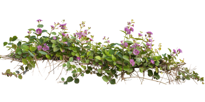 creeper with spring season flowers, isolated on transparent background