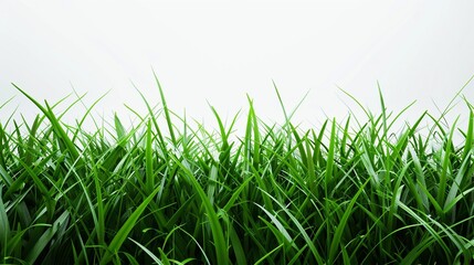 Grass in white background