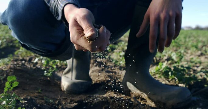 Super slow motion close up of young male farmer is planting seeds with his hands in fertilized field ground soil for future bio vegetable harvest in ecological rural farmland agricultural plantation.