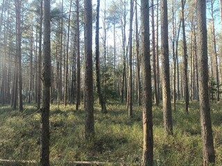 Rekyva forest during sunny summer day. Pine and birch tree woodland. Blueberry bushes are growing in woods. Sunny day without any clouds. Nature. Rekyvos miskas.