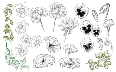 .Set of various sketches of flowers and branches with leaves. Narcissus, pansies, geraniums, ivy.Ink drawing. Engraved design elements.  - obrazy, fototapety, plakaty