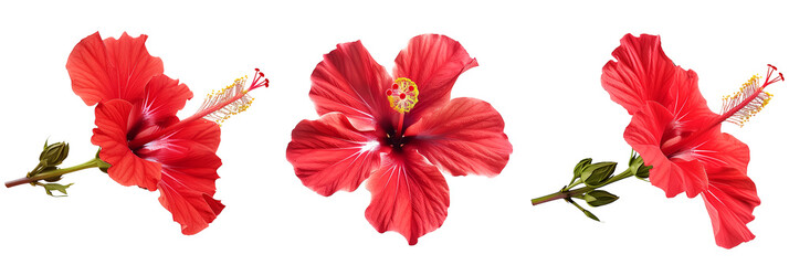 Set of tropical red hibiscus flowers isolated on transparent background - obrazy, fototapety, plakaty