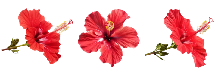 Foto op Canvas Set of tropical red hibiscus flowers isolated on transparent background © MDNANNU